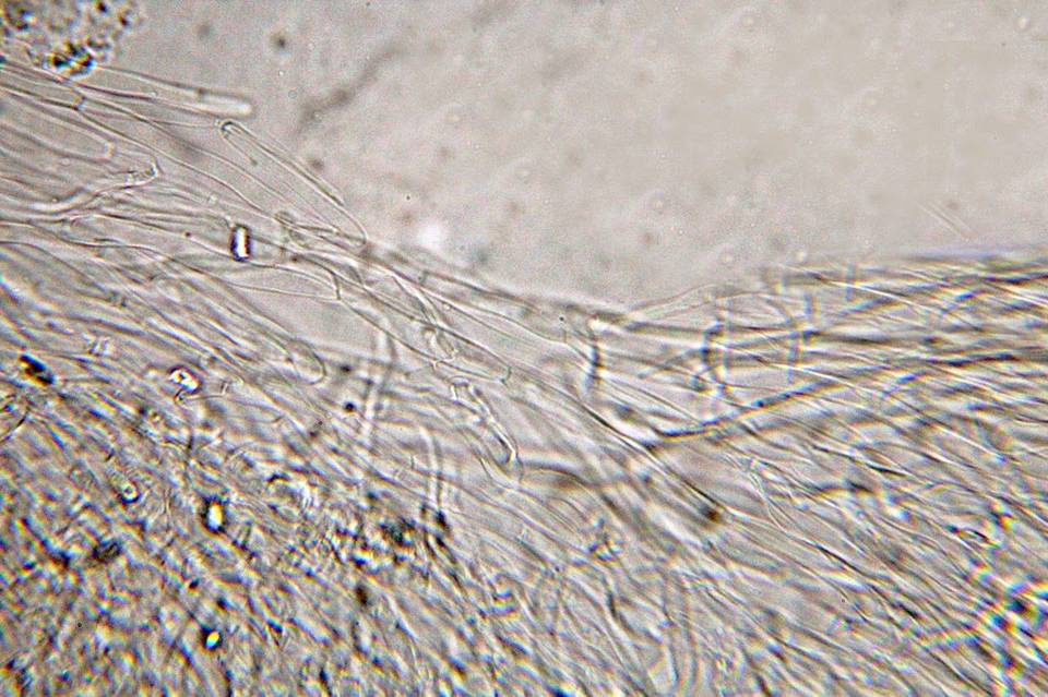 Hygrocybe virginea var. fuscescens image