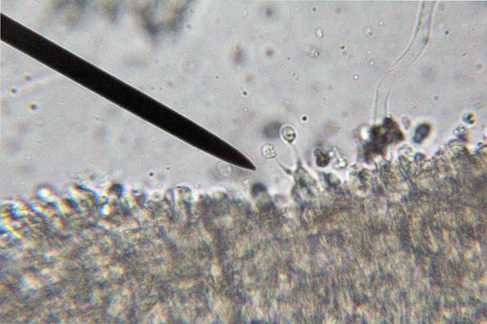 Hygrocybe virginea var. fuscescens image