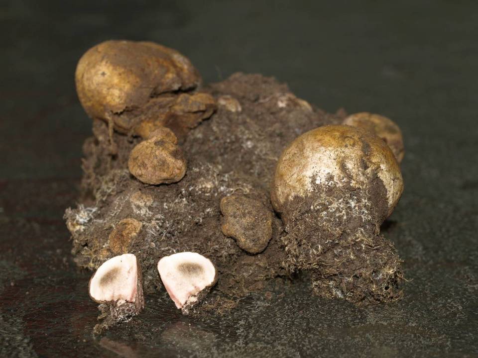 Bovista leucoderma image