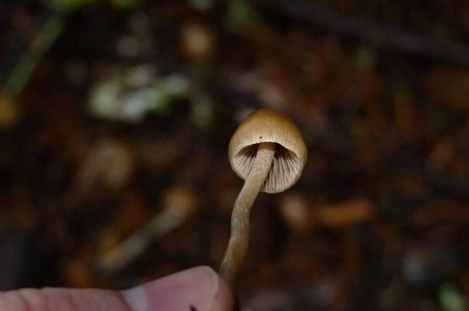 Psilocybe pelliculosa image