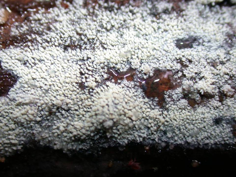 Kneiffiella barba-jovis image
