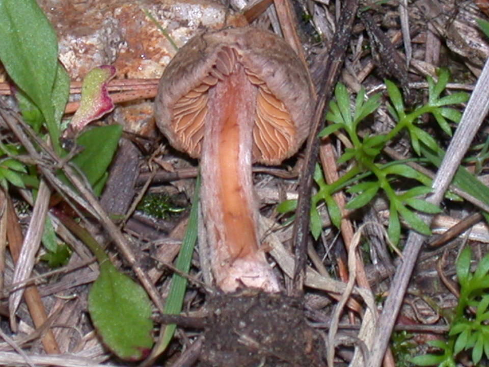 Inocybe cinnamomea image