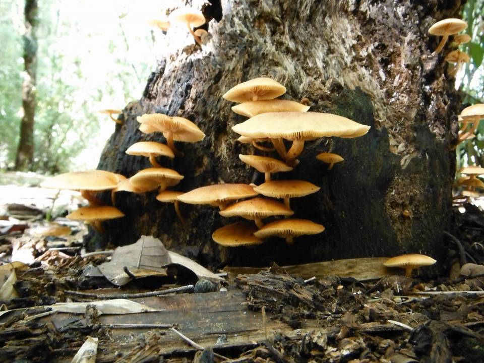 Gymnopilus luteoviridis image