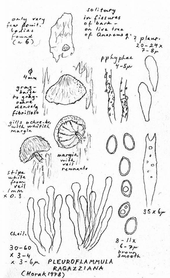 Simocybe haustellaris image