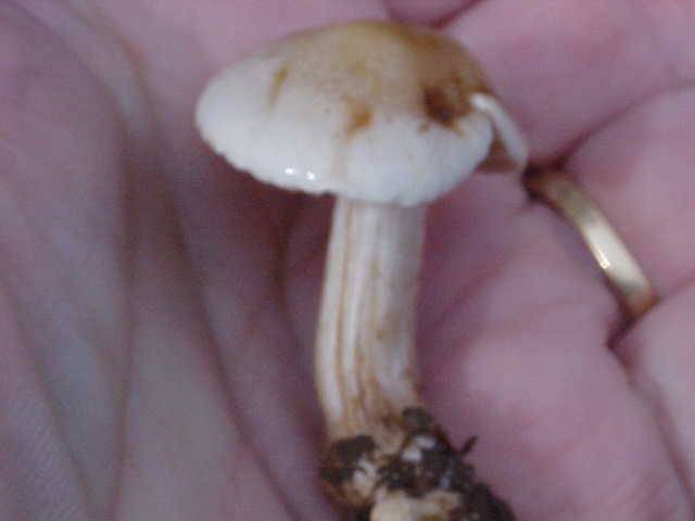 Hebeloma sacchariolens image