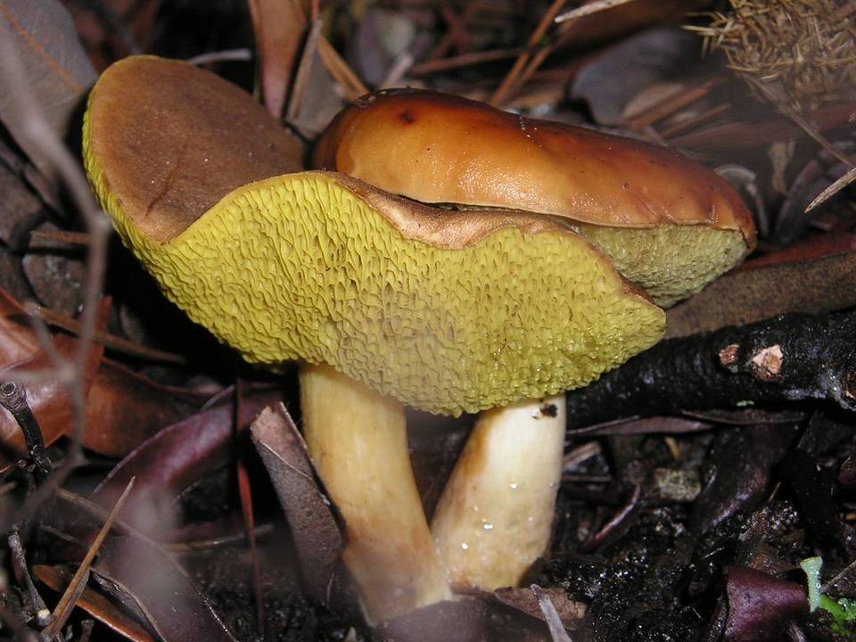 Boletus amyloideus image