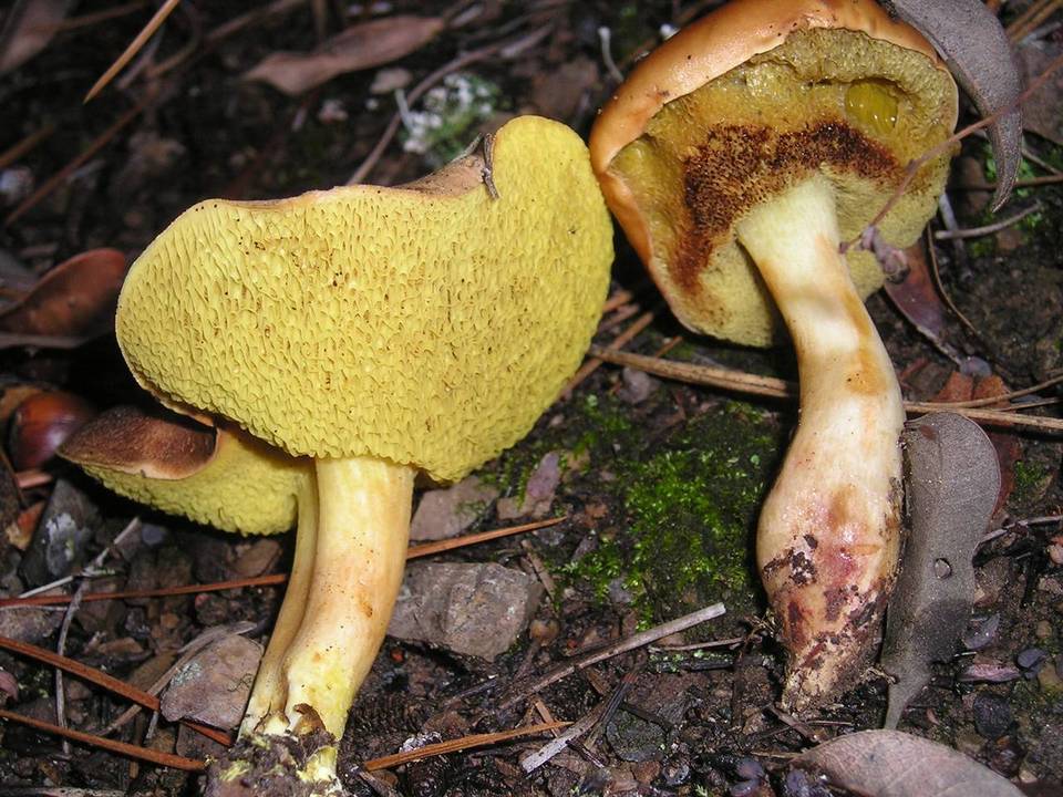 Boletus amyloideus image