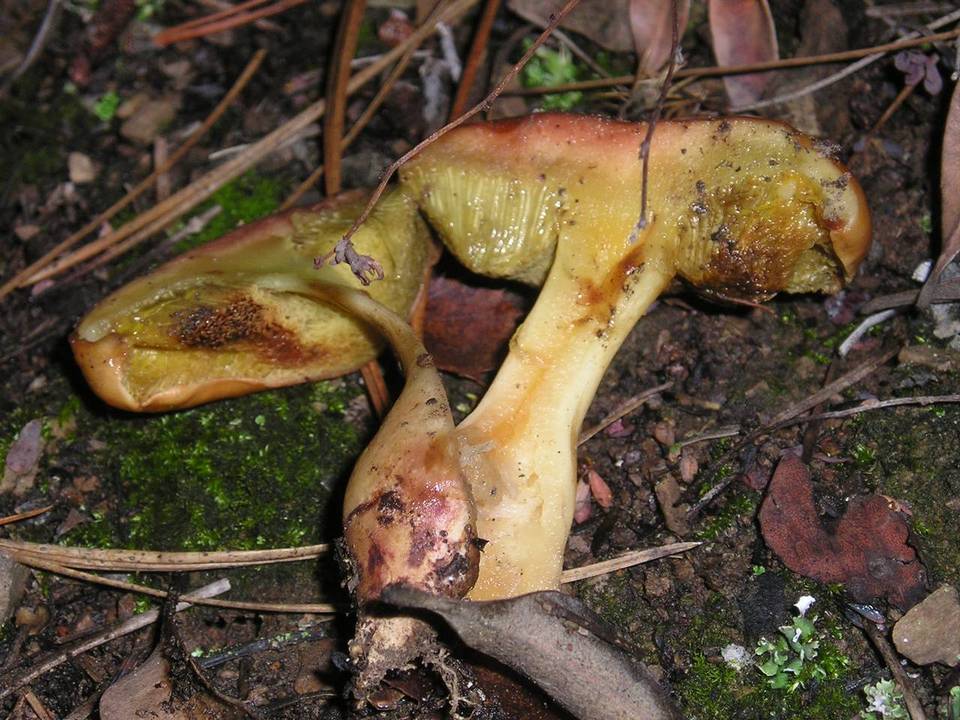 Boletus amyloideus image