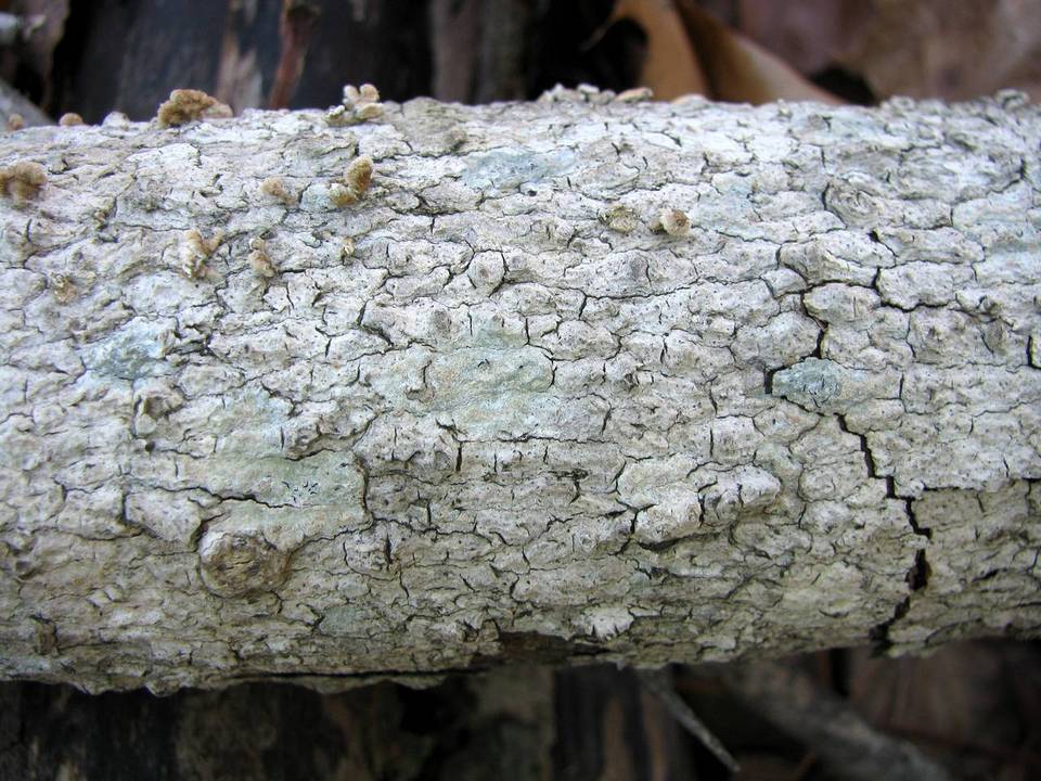 Arthopyrenia cinereopruinosa image