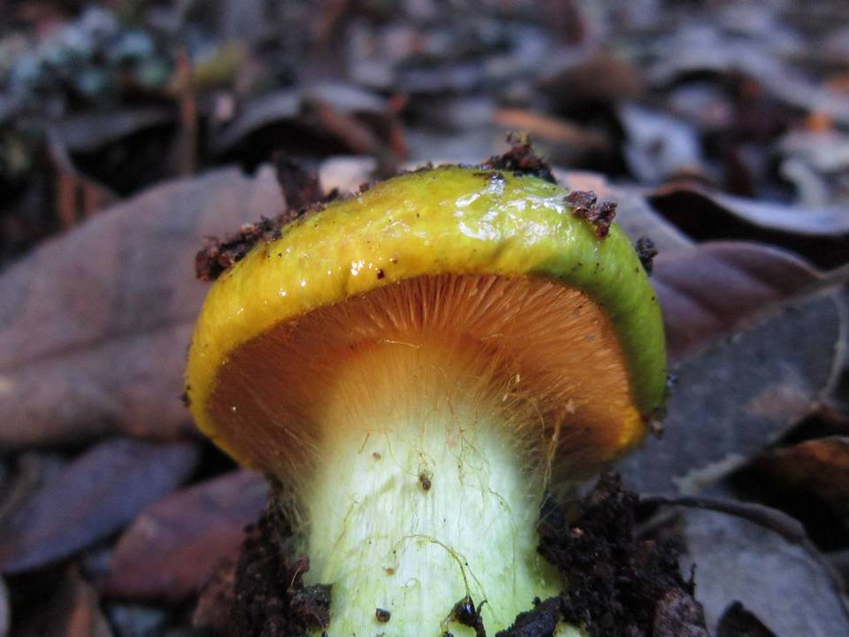 Cortinarius viridirubescens image