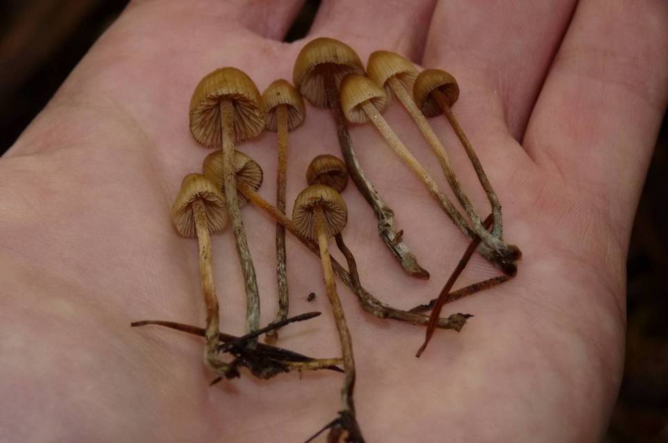 Psilocybe pelliculosa image