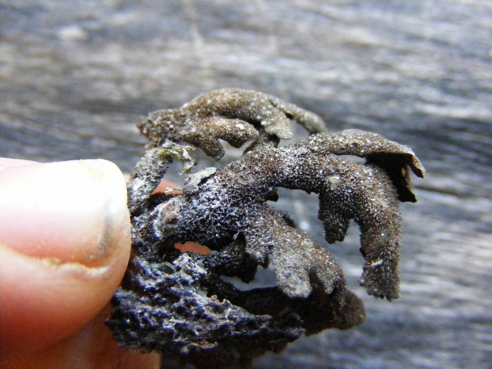 Pseudocyphellaria coriifolia image
