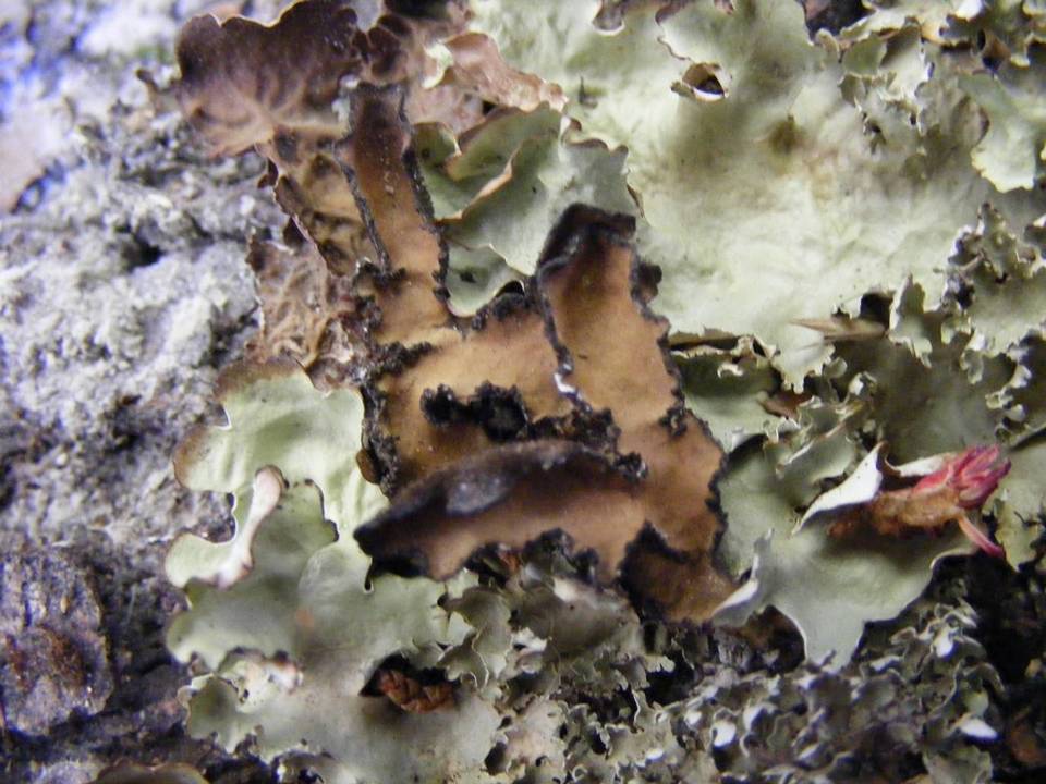 Pseudocyphellaria coriifolia image