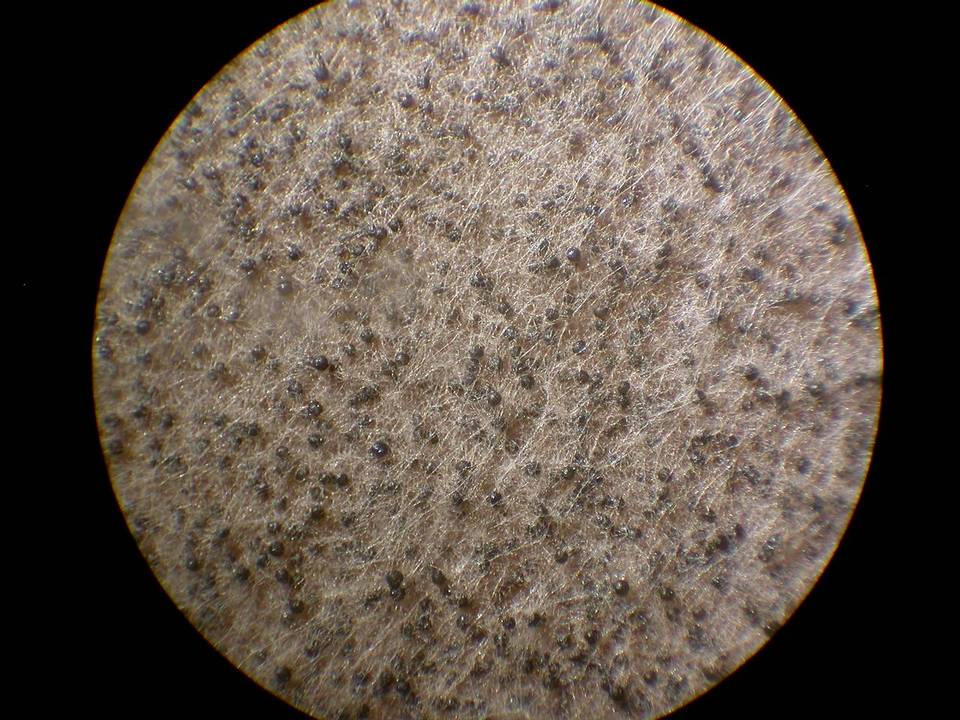 Gelasinospora brevispora image