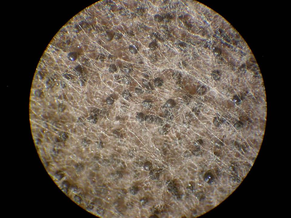 Gelasinospora brevispora image
