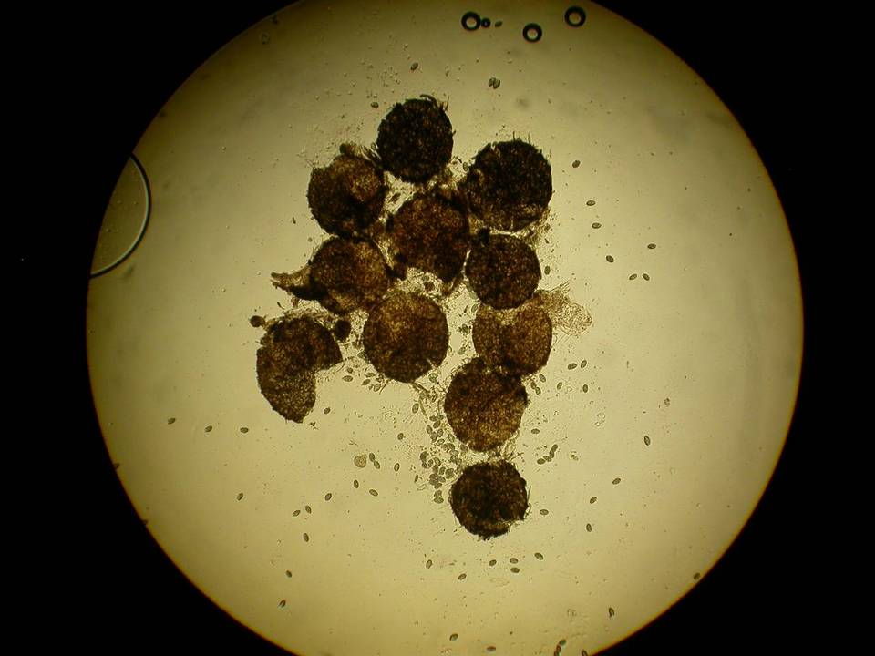 Gelasinospora image