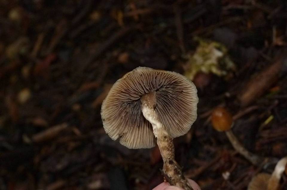Psilocybe pelliculosa image