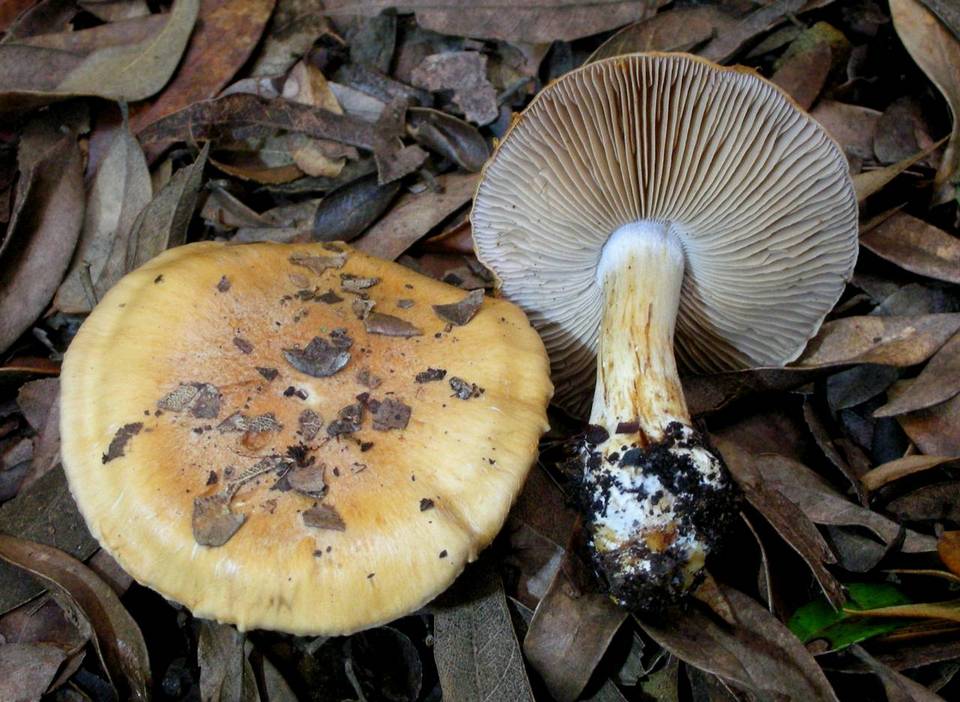 Cortinarius burlinghamiae image