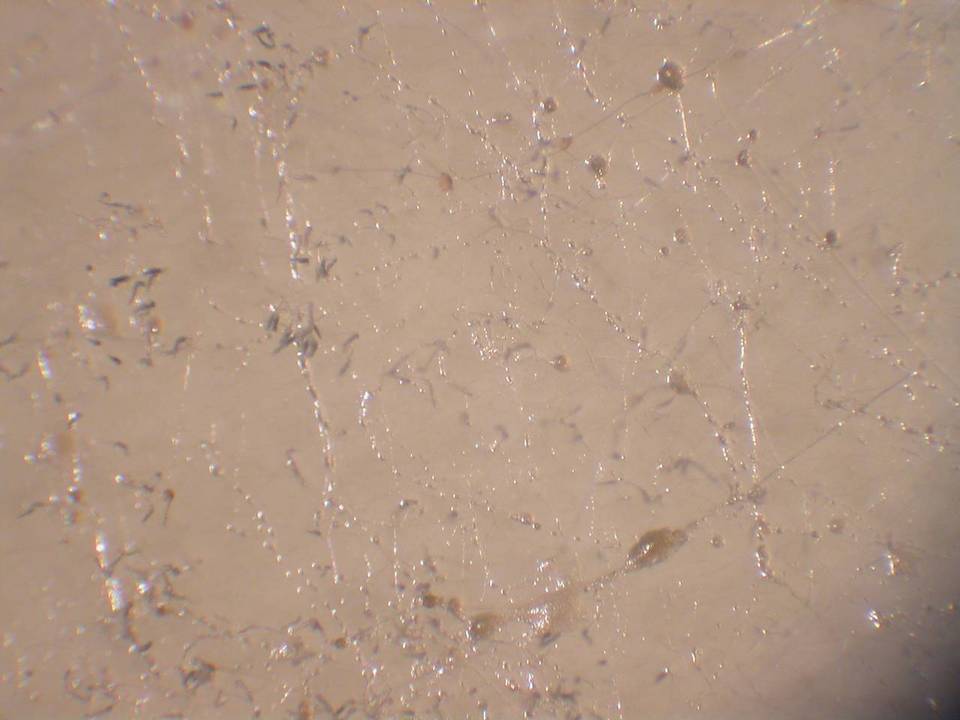 Mucor racemosus f. racemosus image