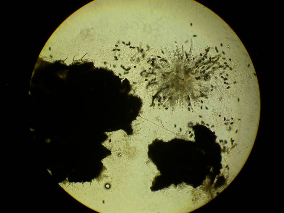 Neurospora crassa image