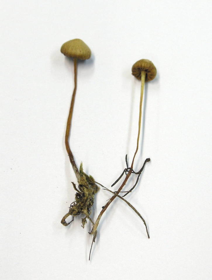 Galerina alluviana image