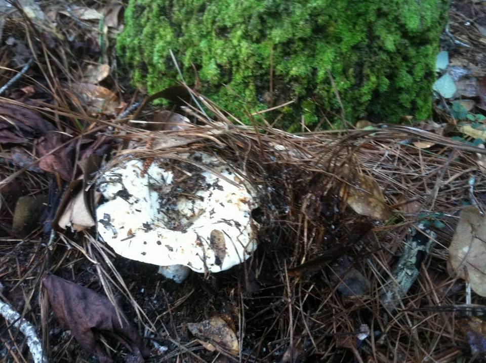 Lactarius caeruleitinctus image