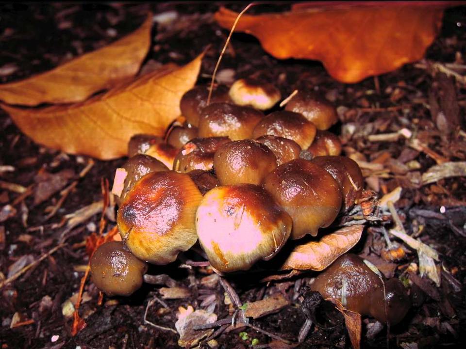 Psilocybe baeocystis image