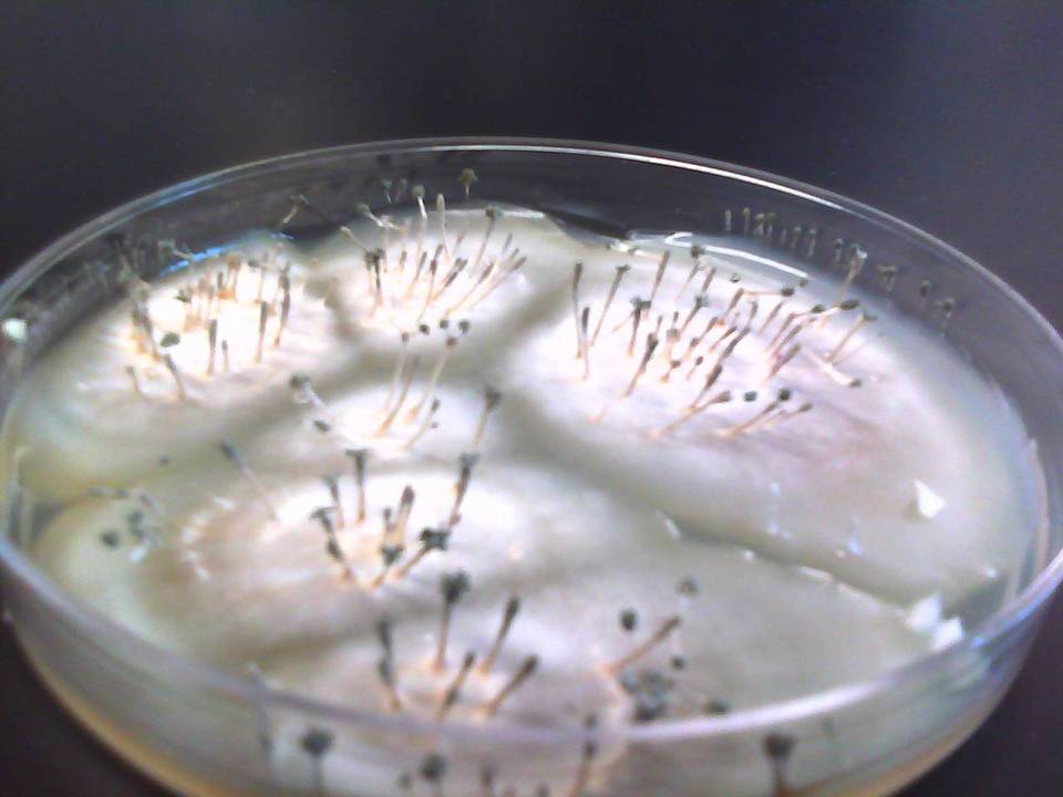 Penicillium vulpinum image