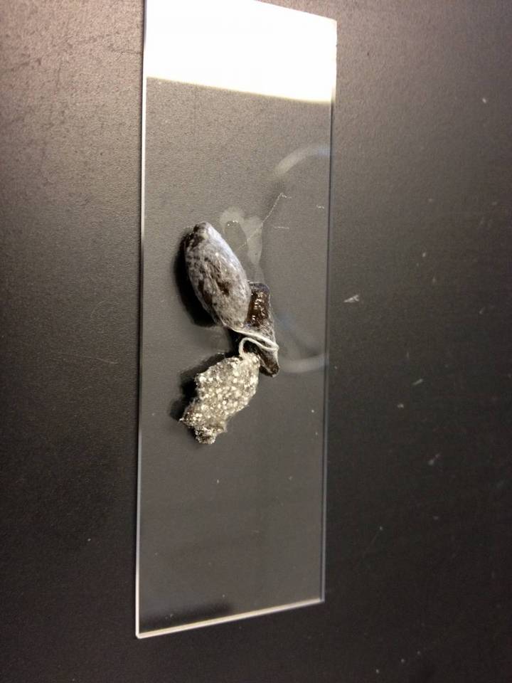 Mucor racemosus f. racemosus image