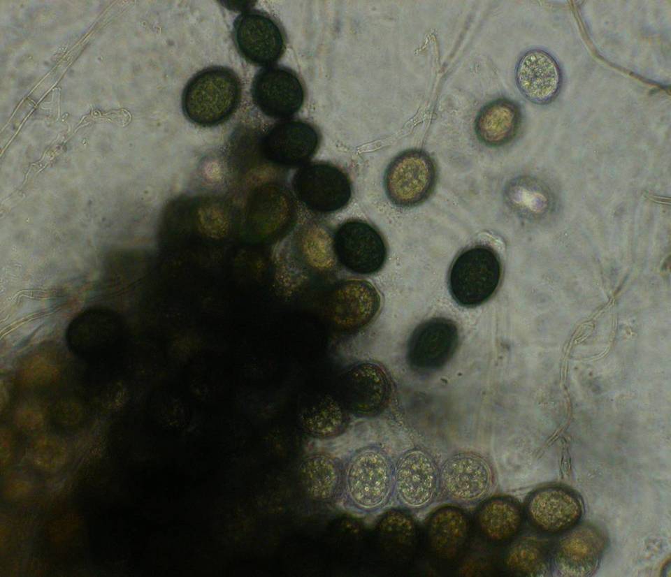 Gelasinospora cerealis image