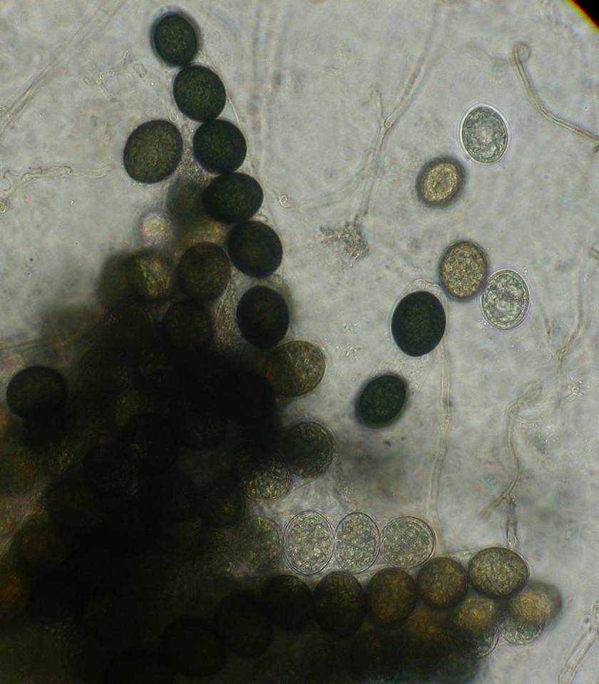 Gelasinospora cerealis image