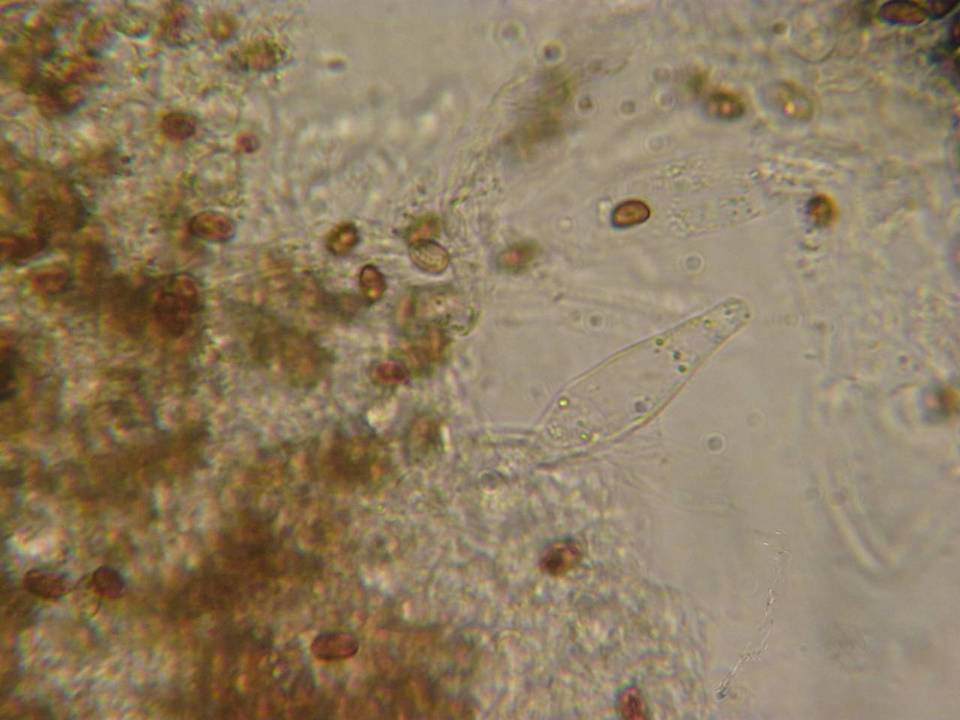 Psathyrella quercicola image