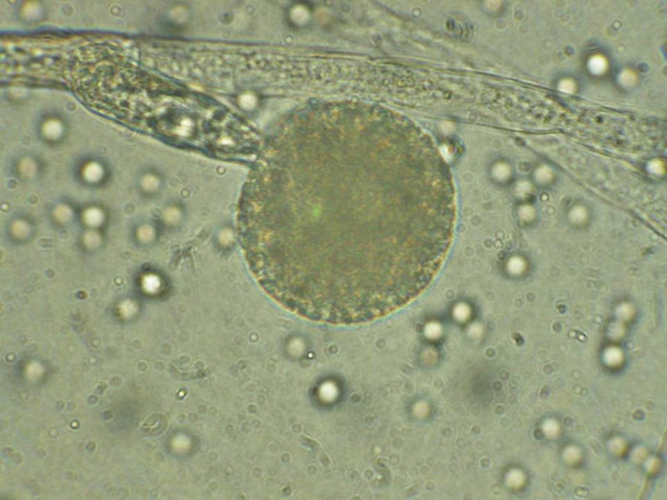 Mucor racemosus f. racemosus image