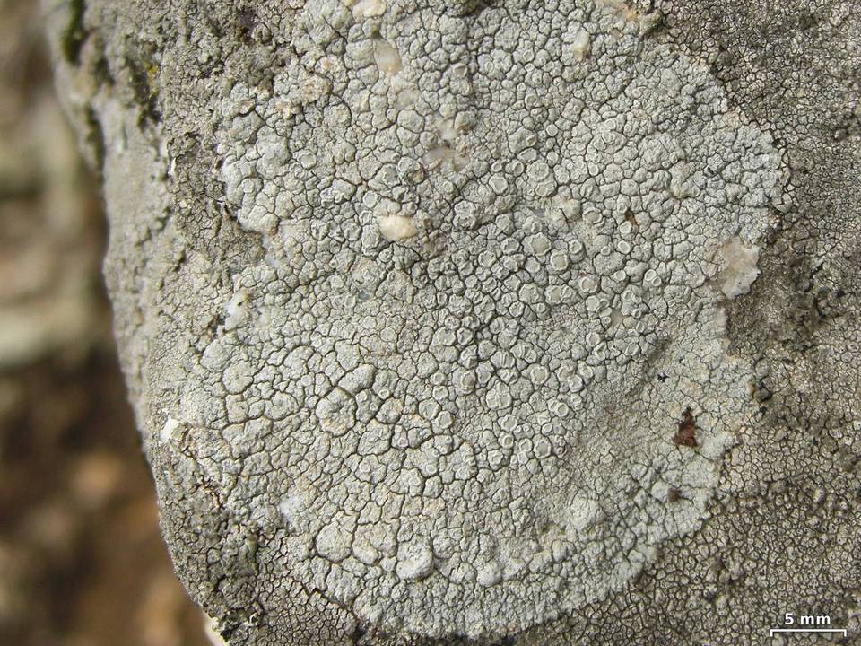 Lecanora rupicola var. rupicola image