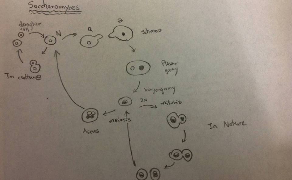 Saccharomyces paradoxus image