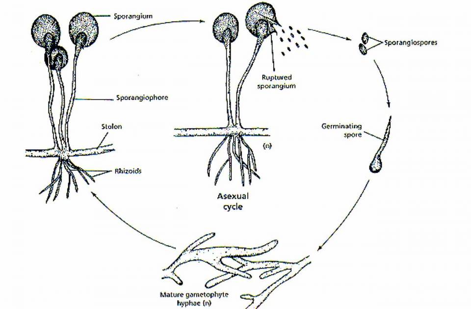 Mucor racemosus f. racemosus image