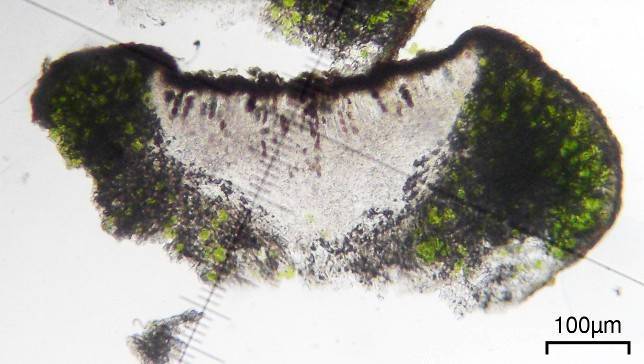 Dimelaena thysanota image