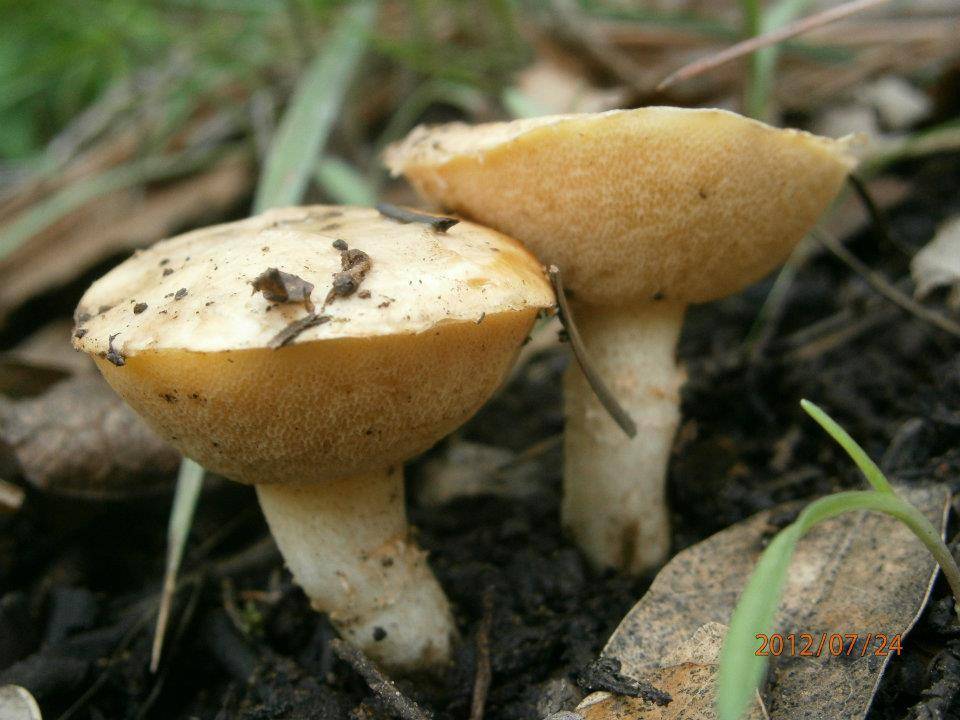 Suillus albivelatus image