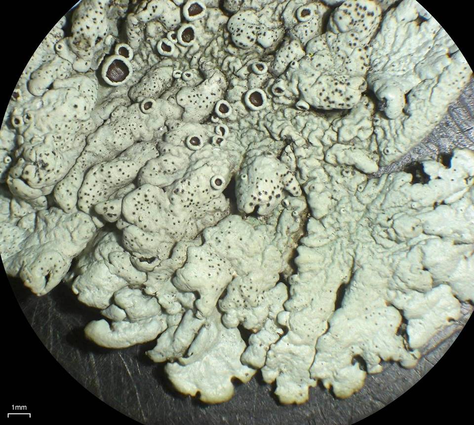 Xanthoparmelia subdecipiens image