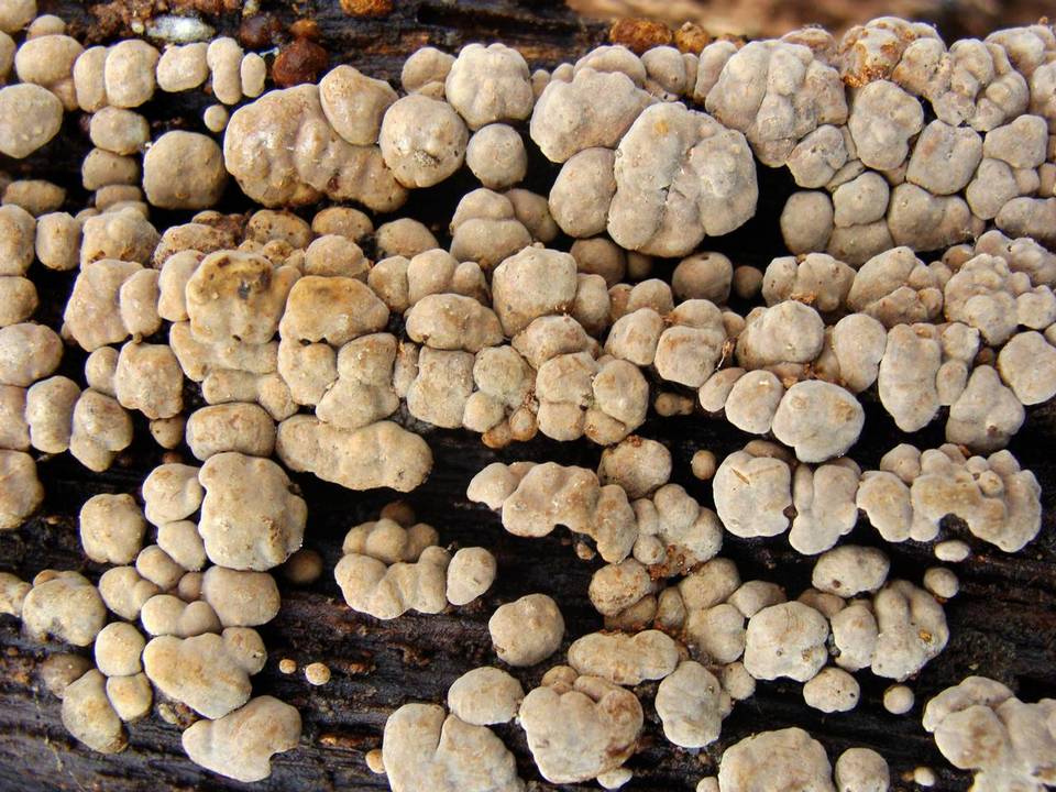 Nodulisporium cecidiogenes image