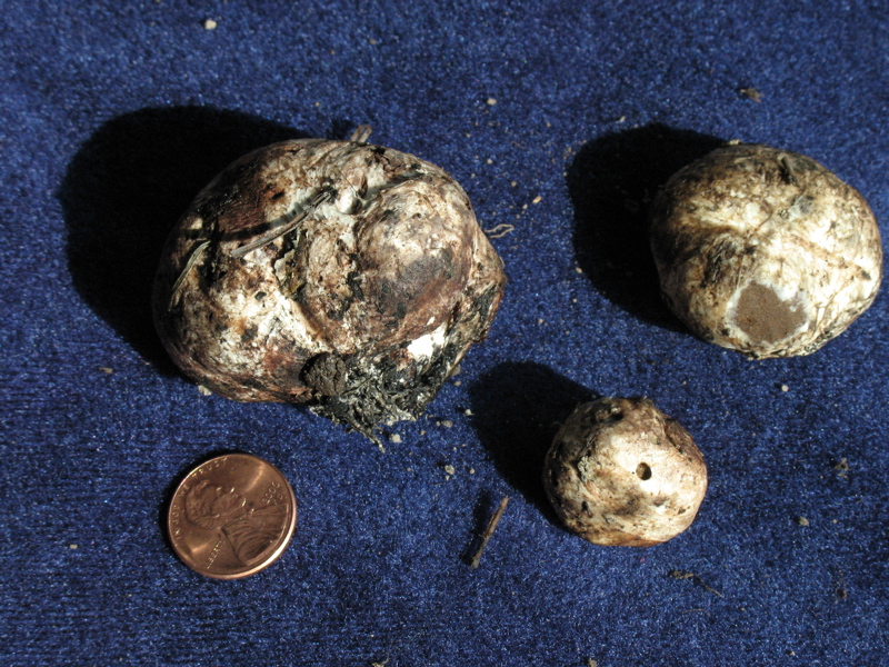 Rhizopogon ellenae image