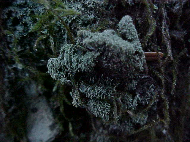 Loxosporopsis corallifera image