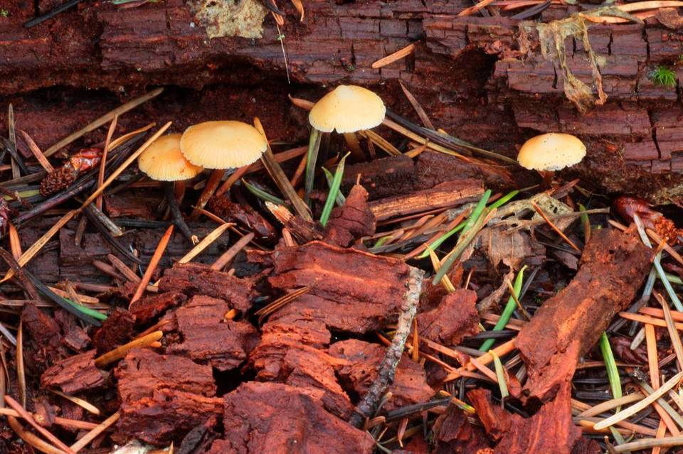 Galerina camerina image