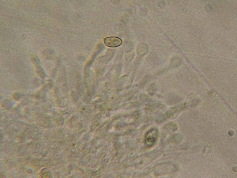 Galerina camerina image