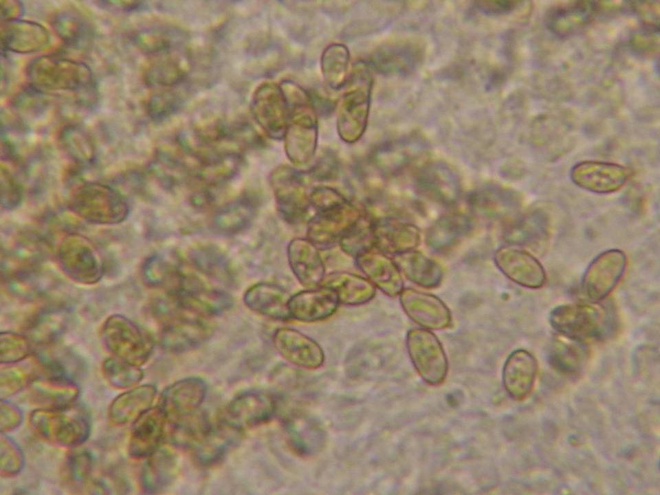 Galerina camerina image