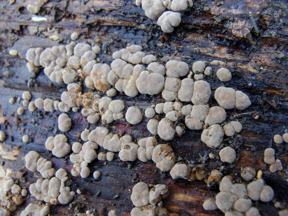 Nodulisporium cecidiogenes image