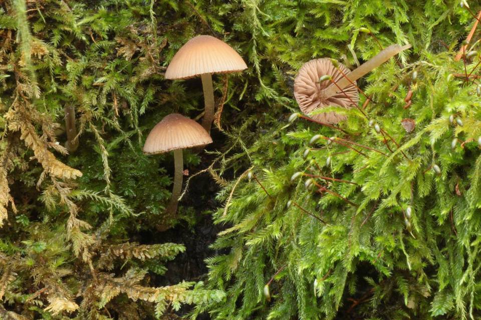 Psathyrella senex image