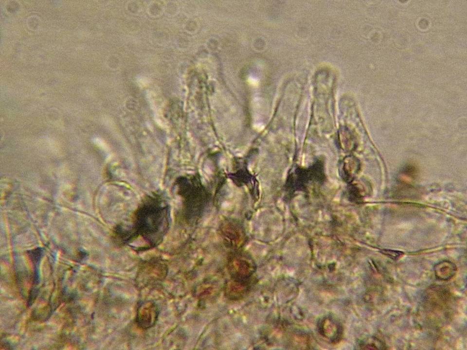 Psathyrella senex image