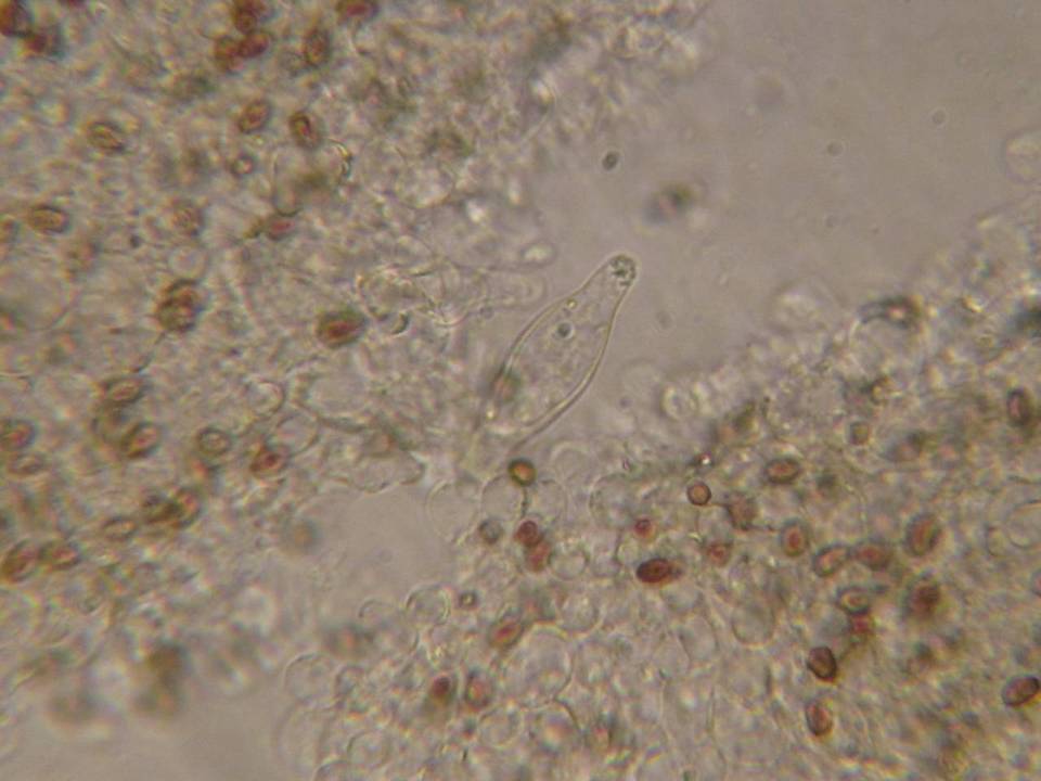 Psathyrella senex image