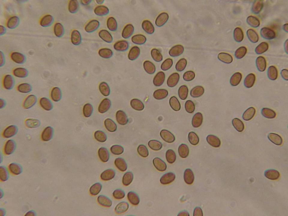 Psathyrella senex image